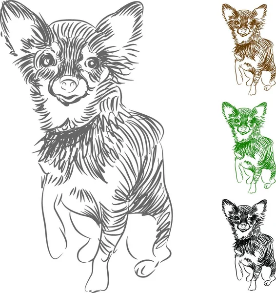 Chihuahua Köpek Çizim Vektörü Illüstrasyonu — Stok Vektör