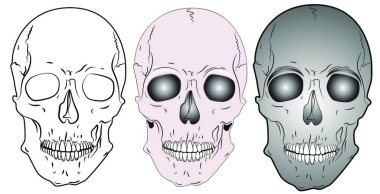 çeşitli kafatasları, grafik vektör illüstrasyonu