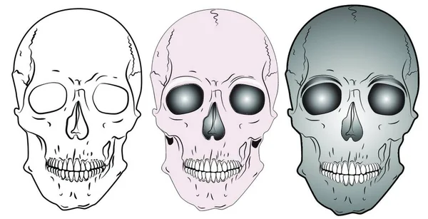 Varios Cráneos Ilustración Vectorial Gráfica — Archivo Imágenes Vectoriales