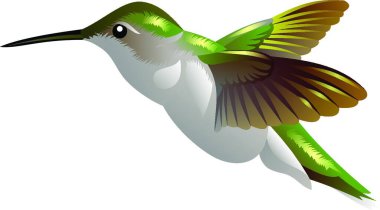 vızıldayan kuş, renkli vektör çizimi