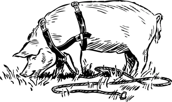 Cerdo Vector Colorido Ilustración — Vector de stock