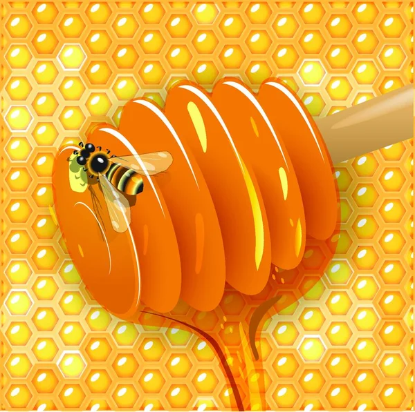 꿀벌의 — 스톡 벡터