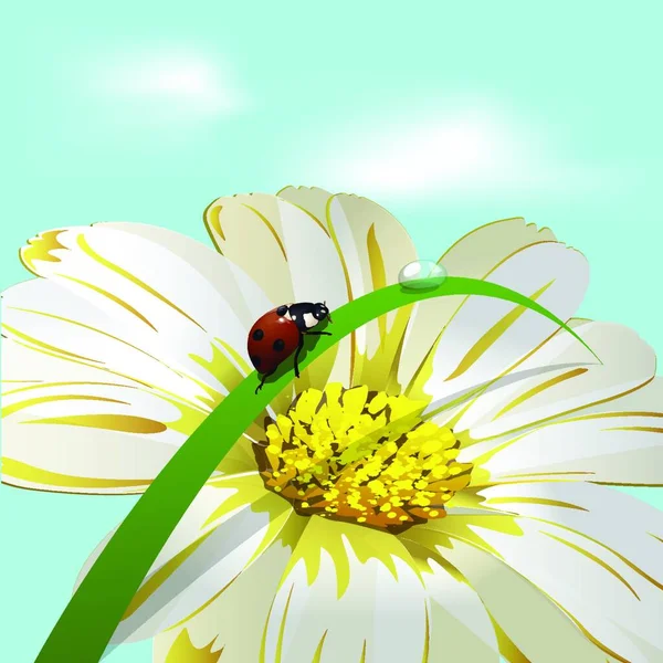 Ladybird Herb Ilustração Vetorial Colorido — Vetor de Stock