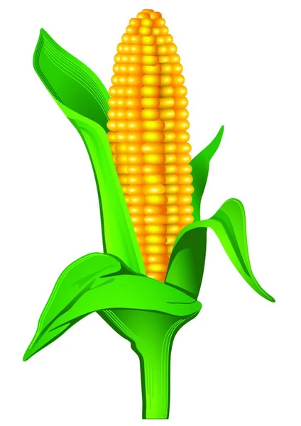 Indiai Kukorica Grafikus Vektor Illusztráció — Stock Vector