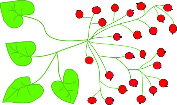 Kırmızı Böğürtlen Yeşil Yapraklar Vektör Çizimi Basit Tasarım — Stok Vektör