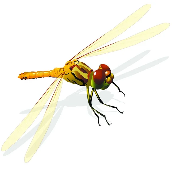 Graphic Art Dragonfly Insect Illustration — Stock Vector