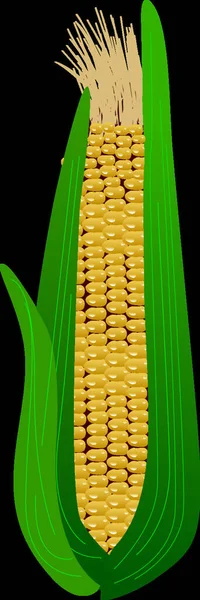 Ear Corn Leaves Graphic Vector Illustration — Stock Vector