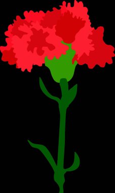 Karanfil tasviri, vektör çizimi 