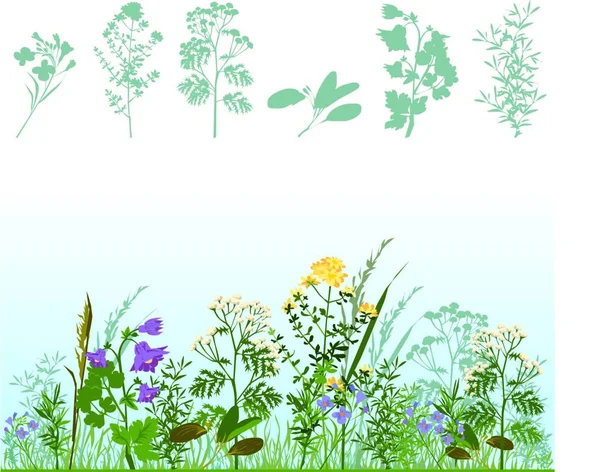 Herbs Graphic Vector Illustration — Stock Vector