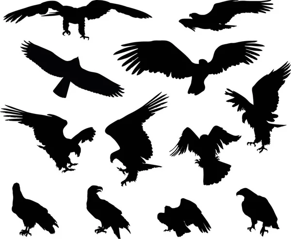 Adler Auf Weiß Vektor Illustration — Stockvektor