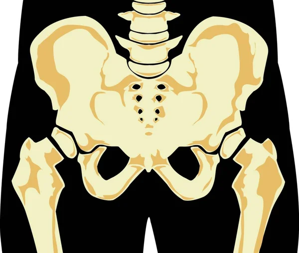 Squelette Humain Illustration Vectorielle Colorée — Image vectorielle
