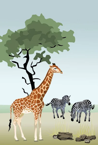 Giraffe Und Zebras Moderne Vektorillustration — Stockvektor