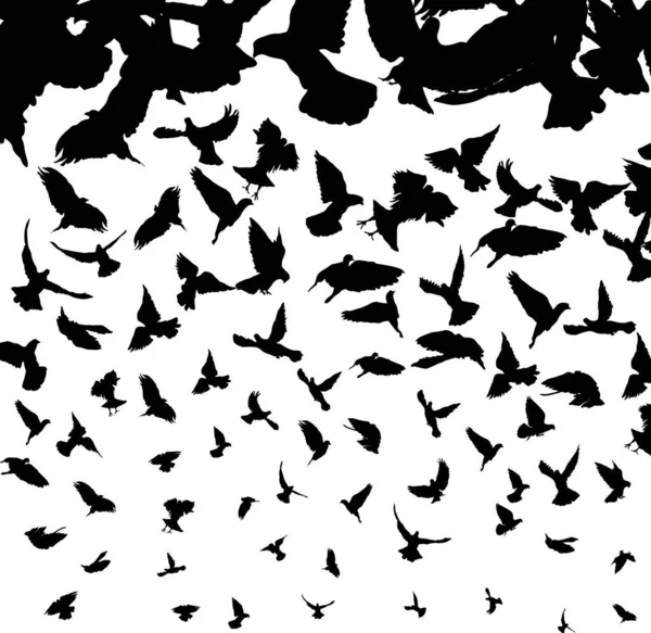 Uçan Kuşlar Grafik Vektör Çizimi — Stok Vektör