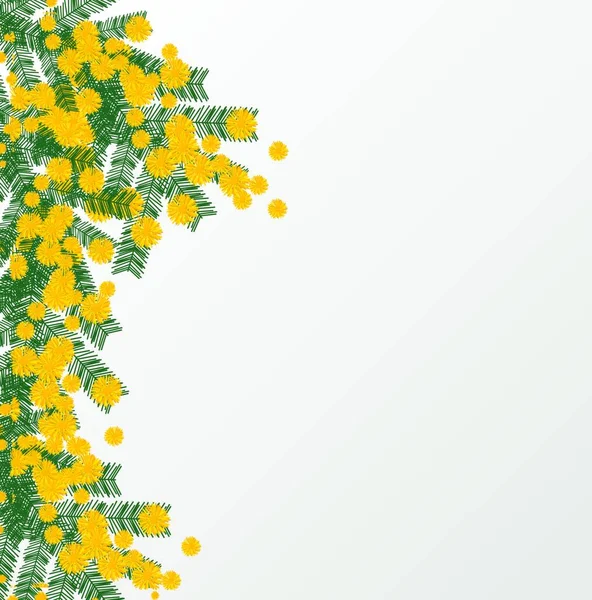 Spring Illustration Mimosa Vector Illustration — Stock Vector