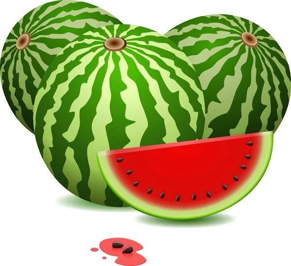 Vattenmeloner Modern Vektor Illustration — Stock vektor