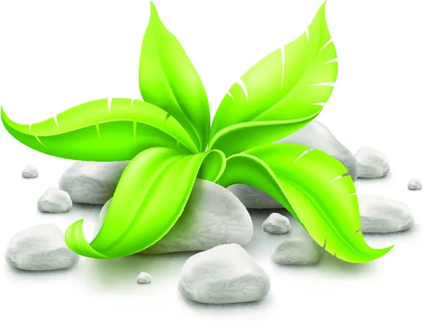 Roślina Zielonymi Liśćmi Kamieniach Ilustracja Wektora Graficznego — Wektor stockowy