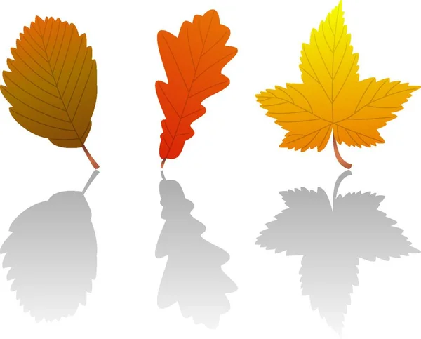 Vektor Herbst Blätter Bunte Vektor Illustration — Stockvektor
