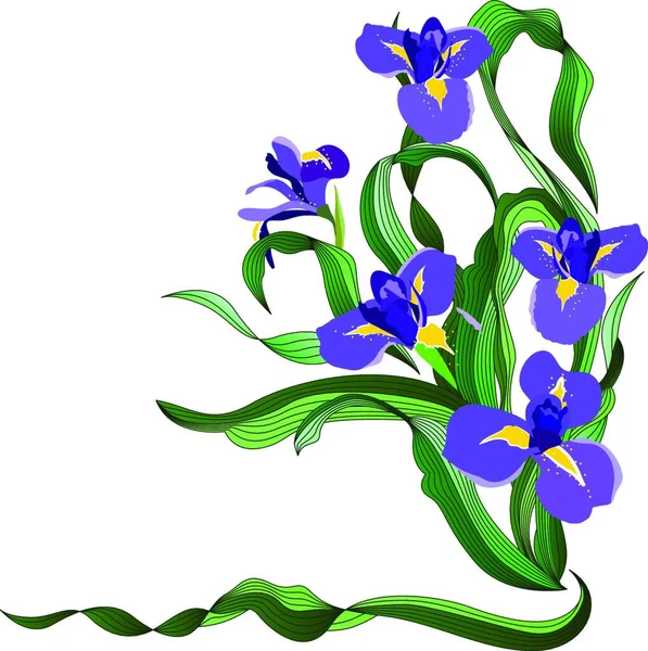Irises Azuis Ilustração Vetorial Colorido — Vetor de Stock