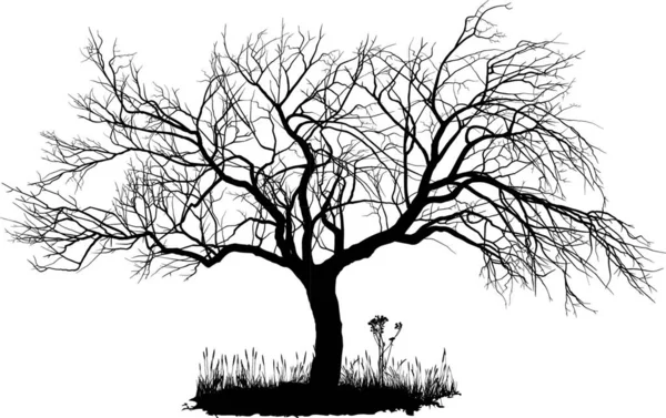 Иллюстрация Дерева — стоковый вектор