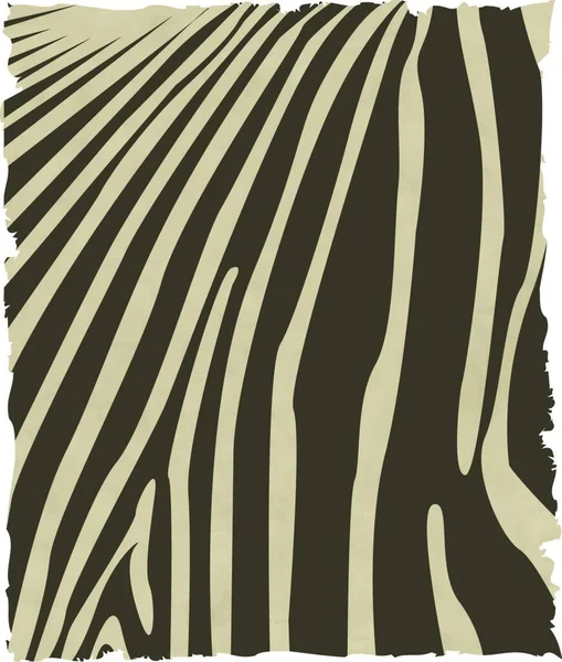 Zebra Skin Vector Illustration — Stock Vector