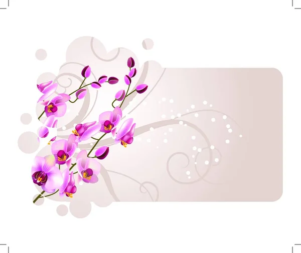 Orquídea Flores Vector Ilustración — Archivo Imágenes Vectoriales