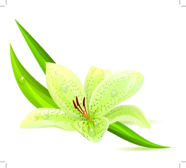 Illustration White Lily Isolated — Stock Vector