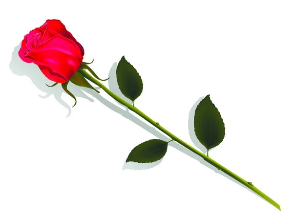 Απεικόνιση Του Τριαντάφυλλου — Διανυσματικό Αρχείο