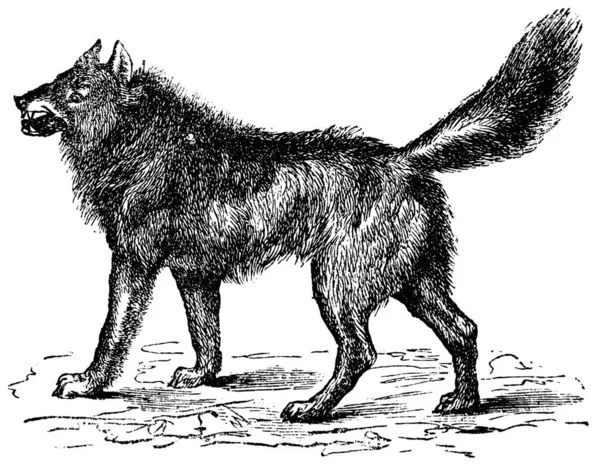 Eurasischer Wolf Oder Canis Lupus Vintage Gravur — Stockvektor
