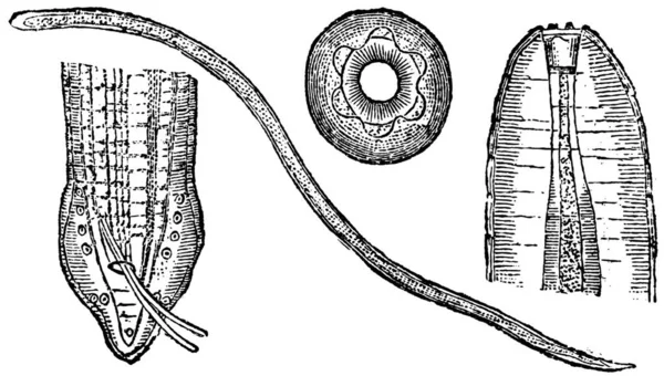 Spiralwurm Oder Spirocerca Lupi Vintage Gravur — Stockvektor