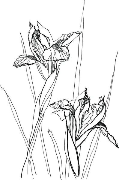 Ilustrace Kresby Irises — Stockový vektor