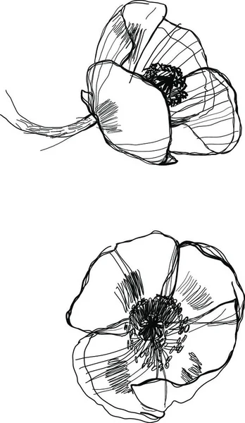 Illustration Drawing Poppy — Stock Vector
