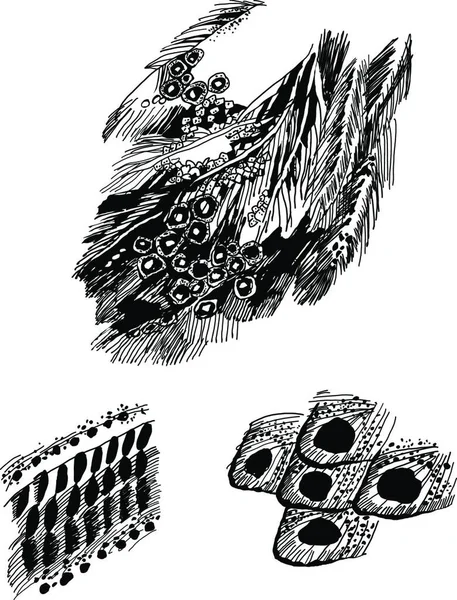 Illustration Der Vogelfeder — Stockvektor