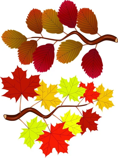 Herbstulmen Und Ahornblätter — Stockvektor