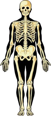 İnsan anatomisi. İskelet, renkli vektör çizimi 