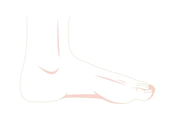 Нога Красочная Векторная Иллюстрация — стоковый вектор