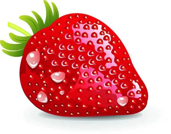 Fresh Organic Strawberry Vector Illustration — Stock Vector