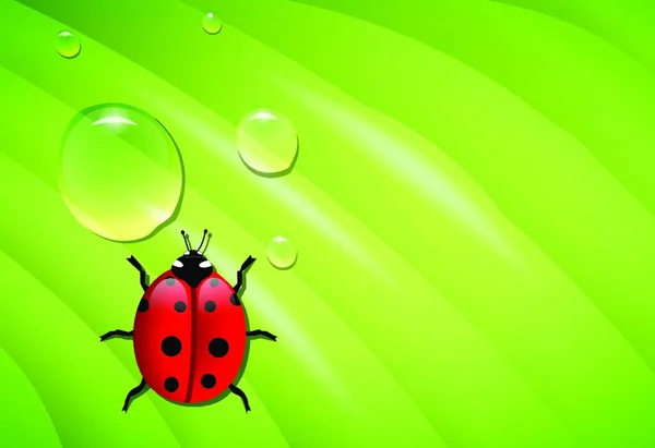 Ladybug Wet Leaf Modern Vector Illustration — Stock Vector
