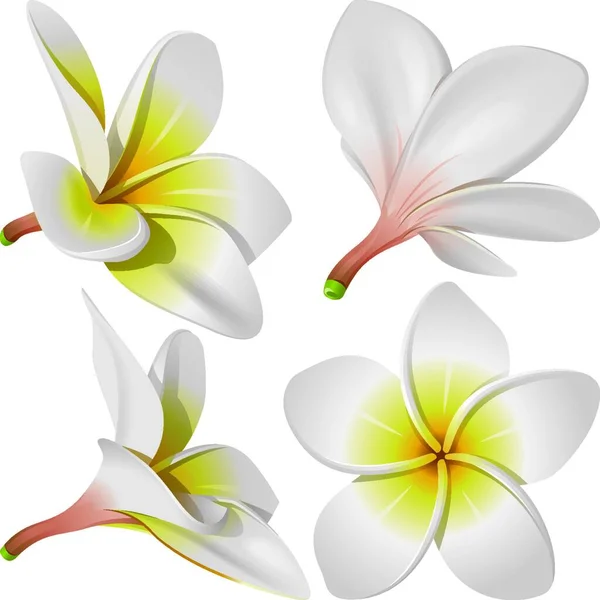 Färg Vektor Designat Mönster Med Blommor — Stock vektor