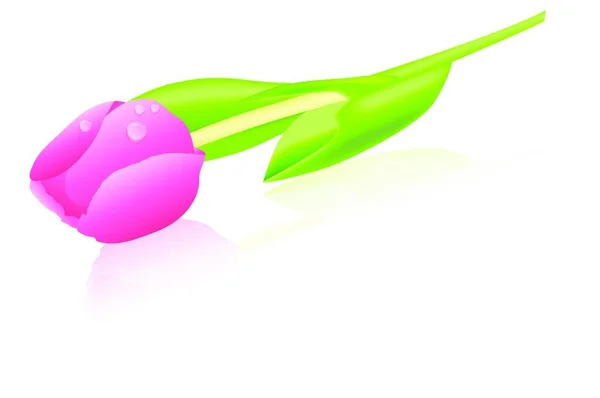 チューリップの花のイラスト 花のコンセプト — ストックベクタ