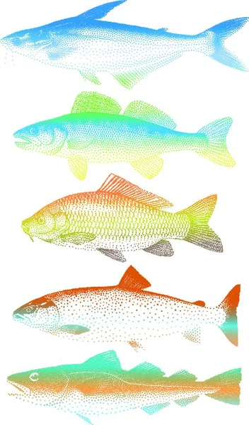 Illustration Vector Fishes — Stock Vector