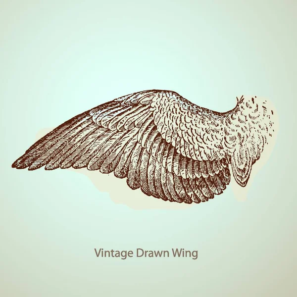 Illustratie Van Vintage Getrokken Vleugel — Stockvector