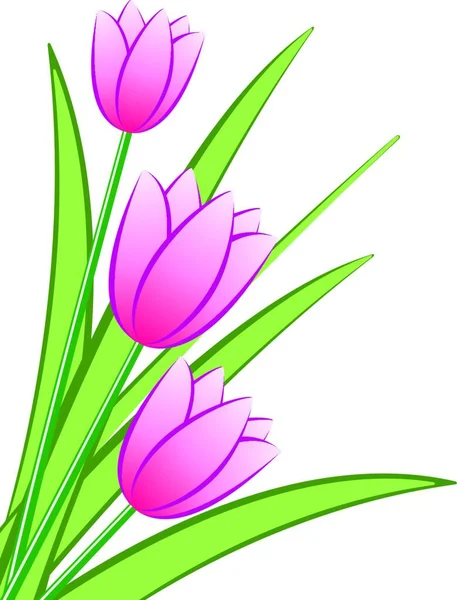 郁金香花的图解 植物区系概念 — 图库矢量图片