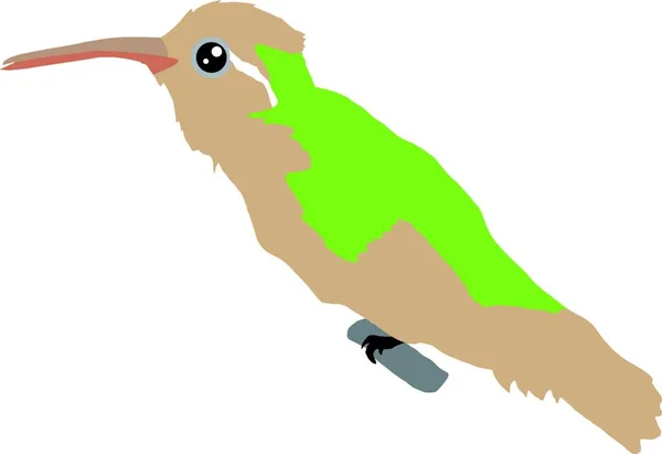 Kolibřík Barva Vektorové Ilustrace — Stockový vektor