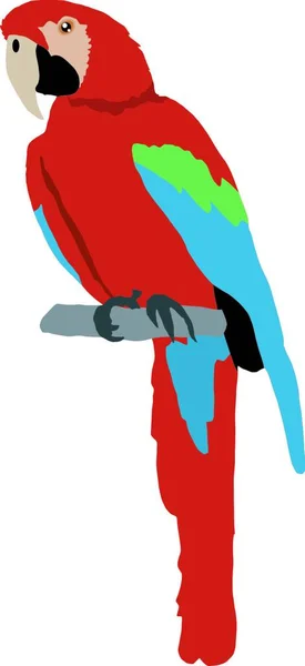 Macaw Barevný Vektor Ilustrace — Stockový vektor