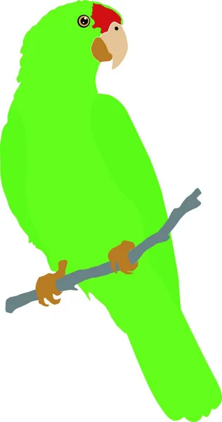 Illustration Des Rotgekrönten Amazonas — Stockvektor