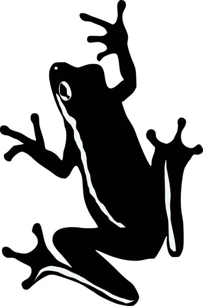 青蛙的图解 — 图库矢量图片