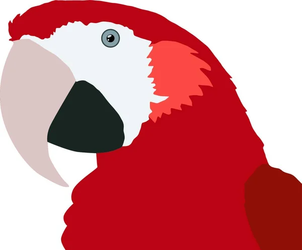 Papağanın Çizimi — Stok Vektör