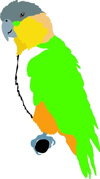 Illustration Short Tailed Parrot — Stock Vector