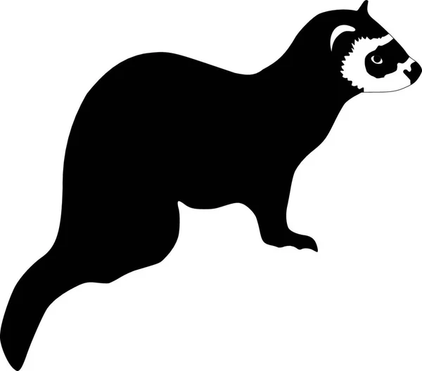 Illustration Ferret — Stock Vector
