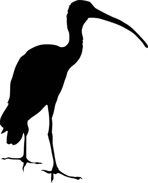 Illustratie Van Het Ibis — Stockvector